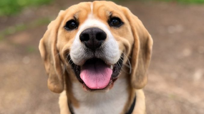 Happy, smiling, lemon beagle