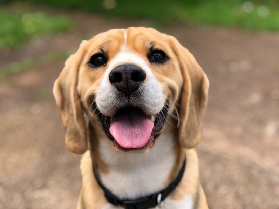 what is the personality of a beagle dog