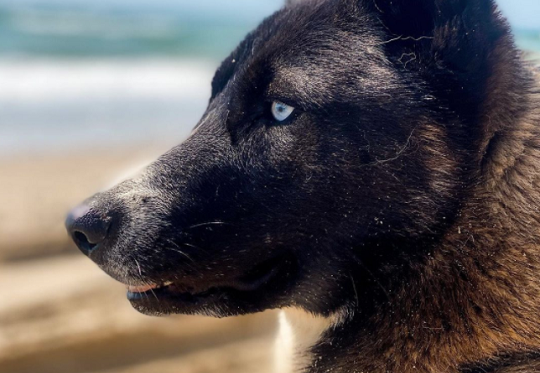 dark furred blue eyed shepsky with some sand on its coat at the beach