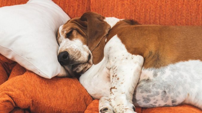 fat beagle taking a nap on a sofa and pillow