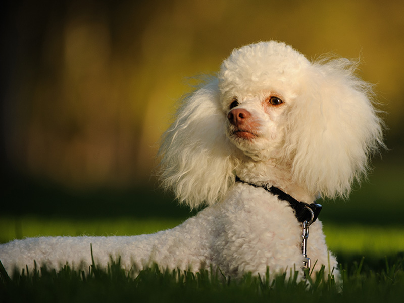 miniature poodle