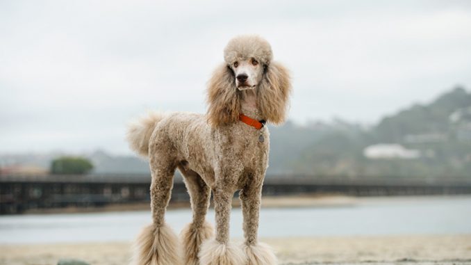 standard poodle