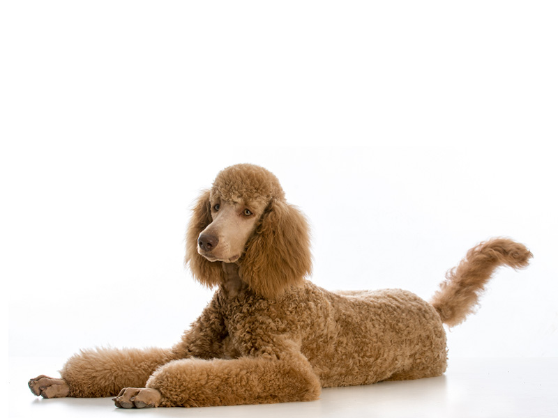 standard poodle appearance