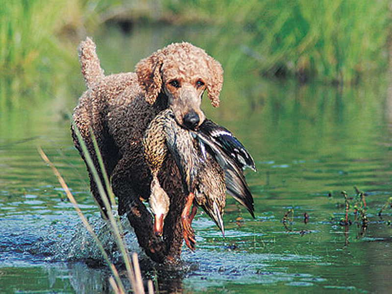 standard poodle origin