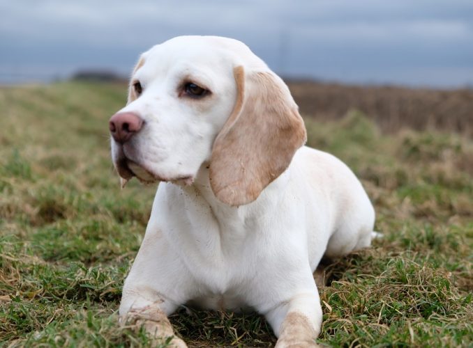 A tan and white beagle in a grass field