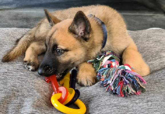 A tan shepsky puppy chewing on some toys