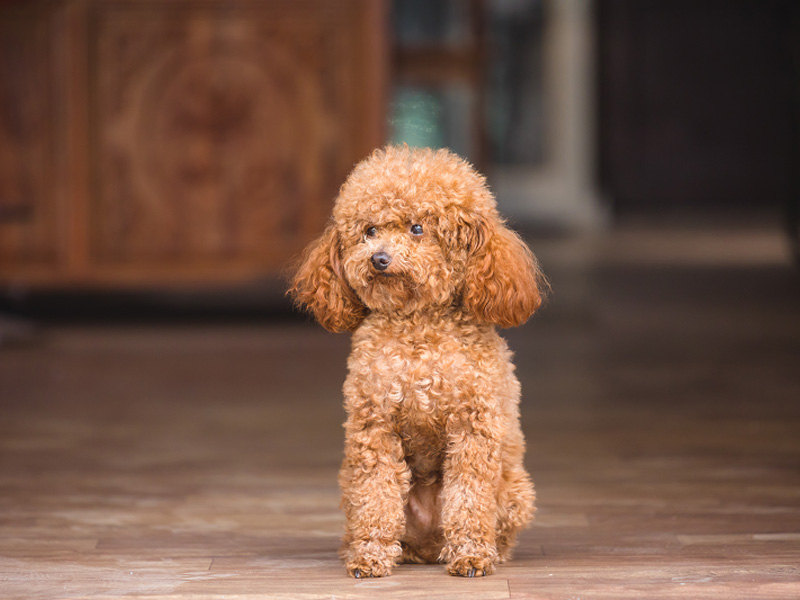 toy poodle