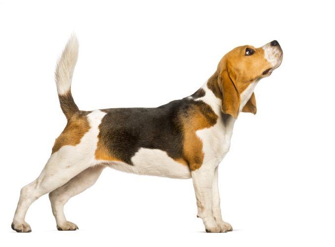 A white, brown, and black tri-colored beagle against a white background