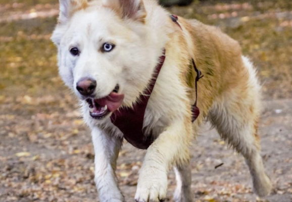 A white and tan shepsky running through a forest