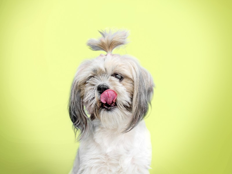 Shih Tzu with its hair tied up and tongue sticking out