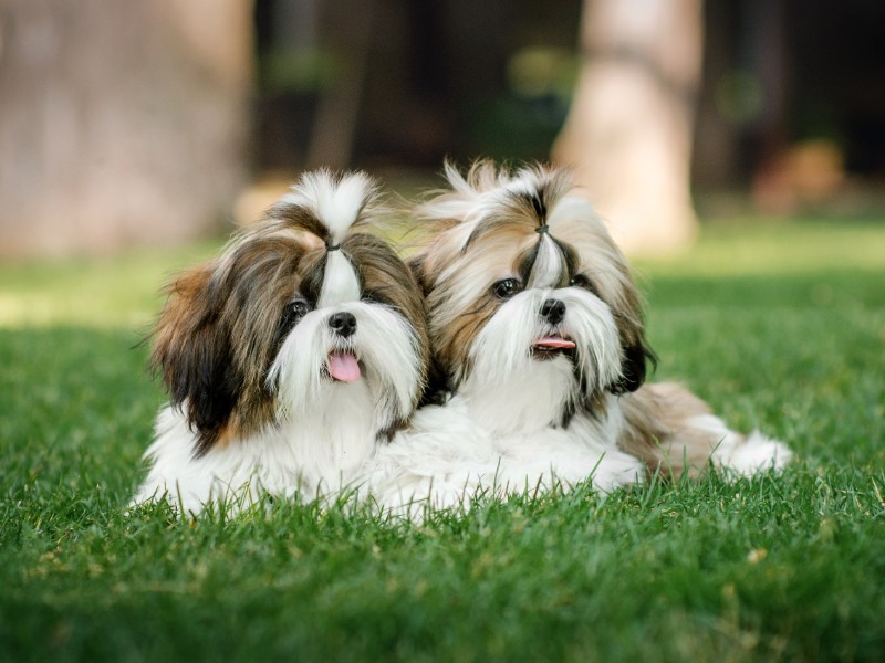 two shih tzus lying on grass side by side