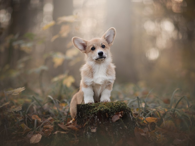 Pembroke Welsh Corgi puppy sitting in a forest