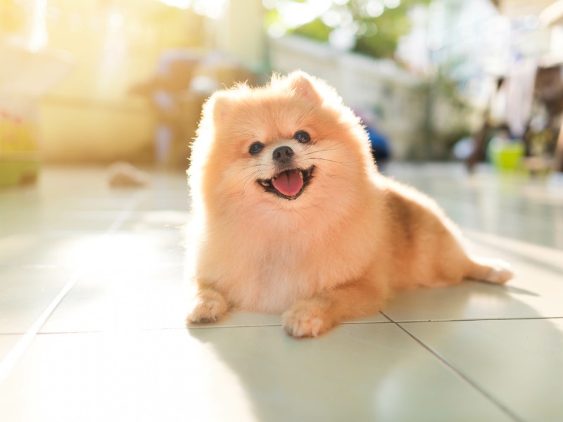 pomeranian