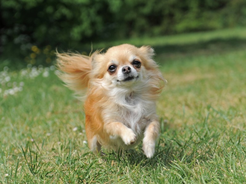 long-haired chihuahua running in a field