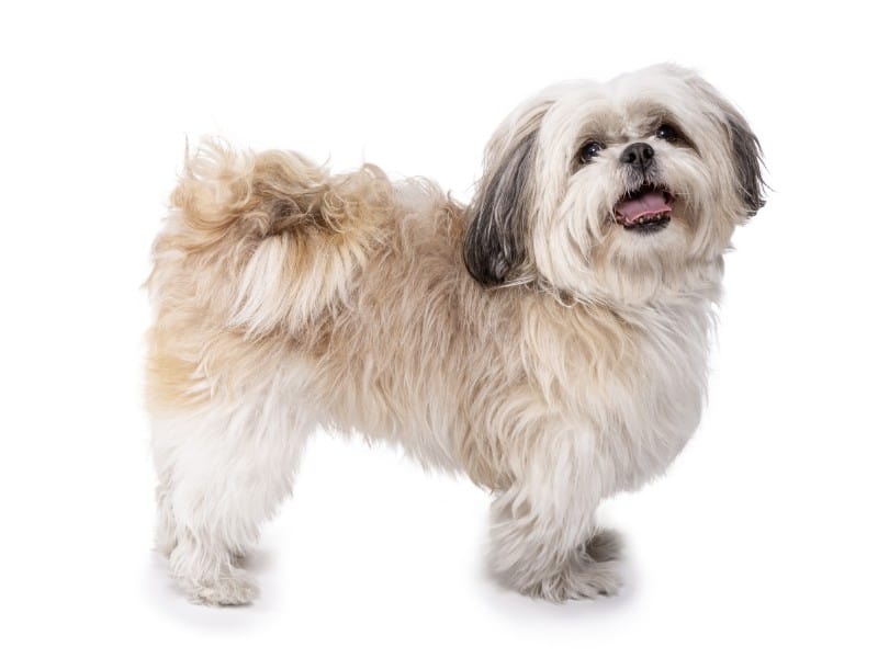 a well-groomed shih tzu