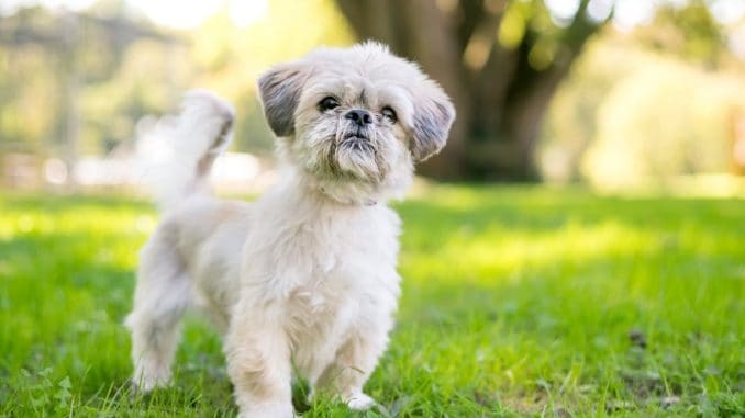 Shih Tzu