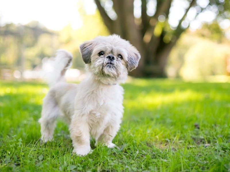 how many puppies does a shih tzu usually have