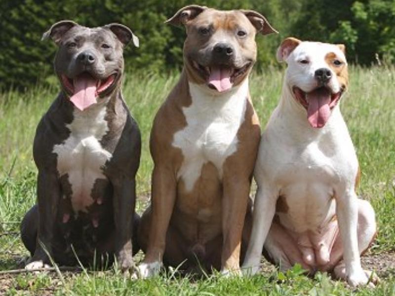 Three American Pit Bull Terriers sitting on grass smiling