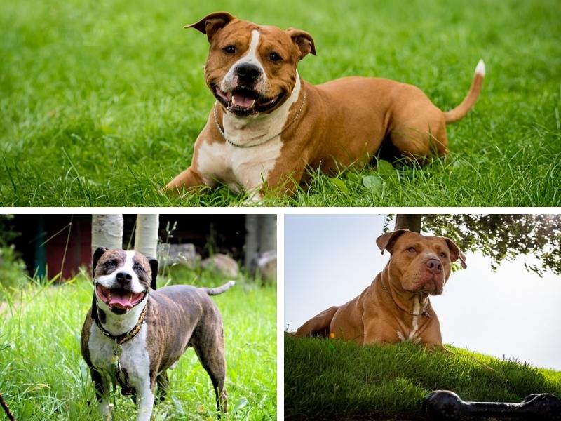 American Pit Bull Terrier appearance