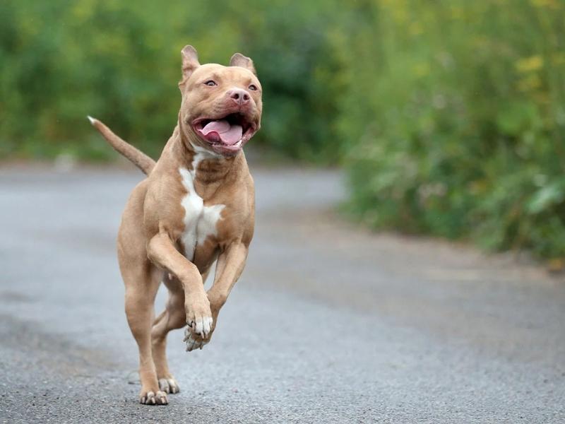 pitbull running on a road