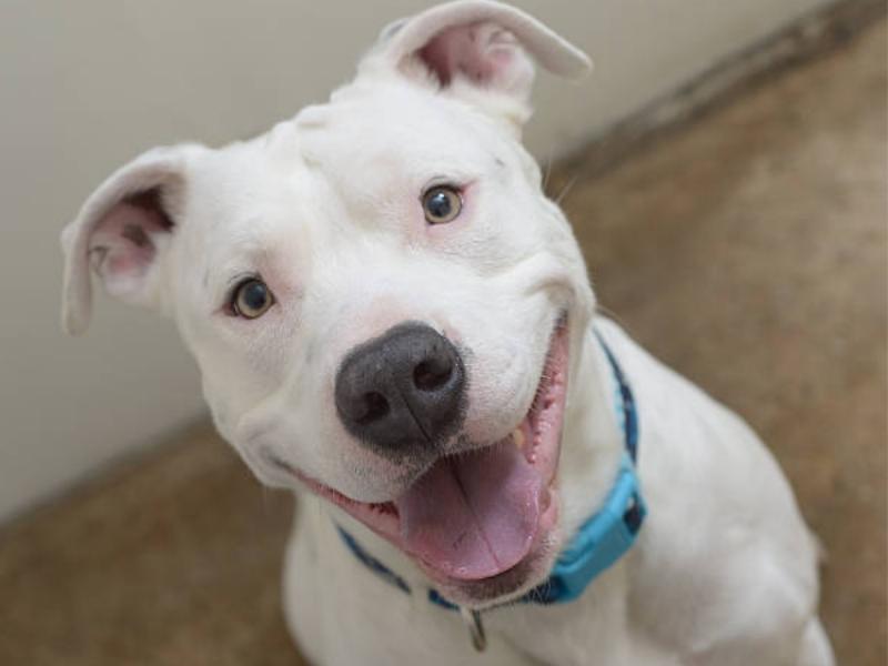 smiling American Pit Bull Terrier