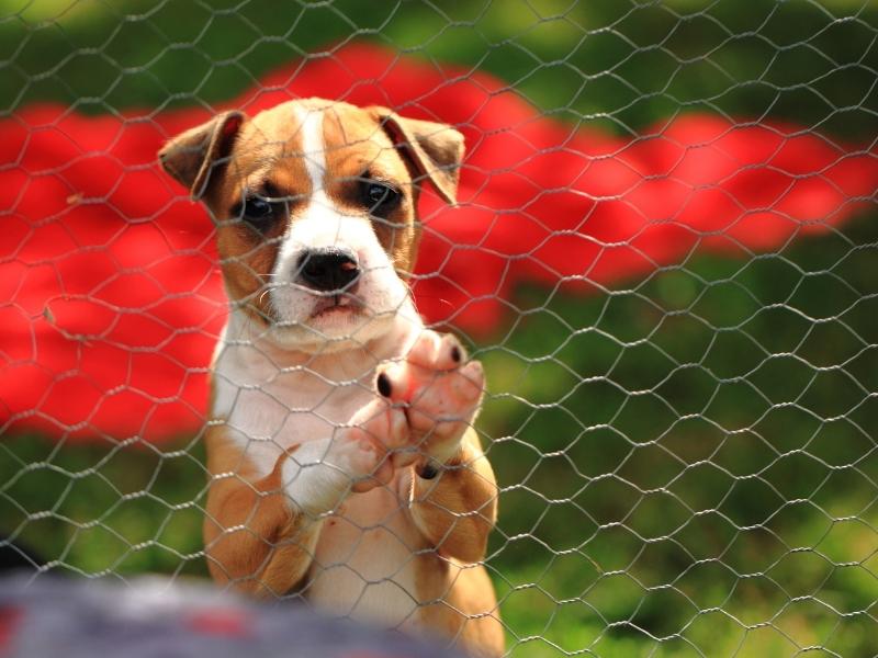 pitbull puppy behind fence
