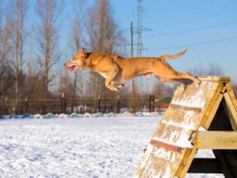pitbull jumping in the snow