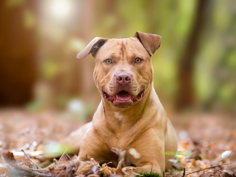 are pit bulls good house dogs