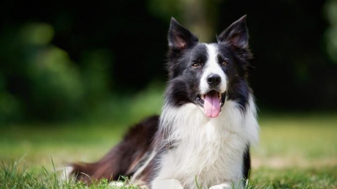 what owning a border collie says about you