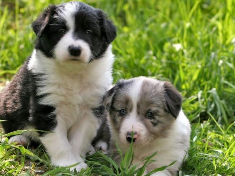 Border Collie puppies in green field