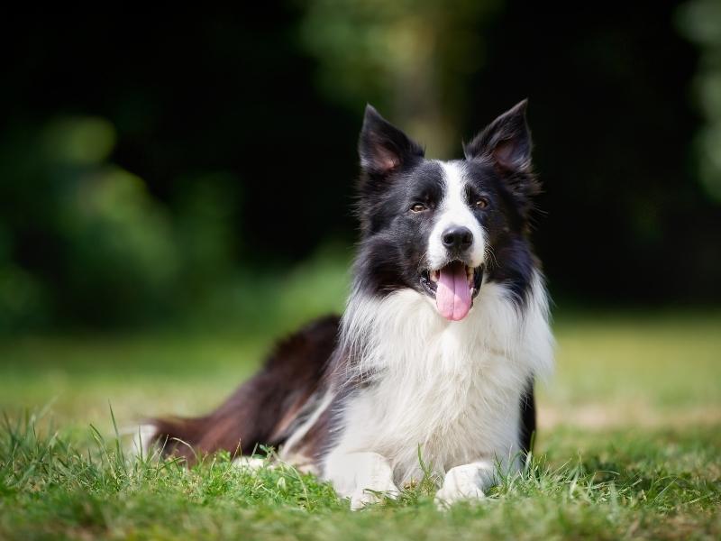 do all border collies have long hair