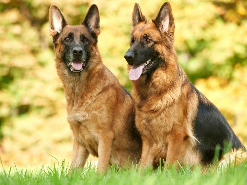 Two German shepherds sitting on the green grass