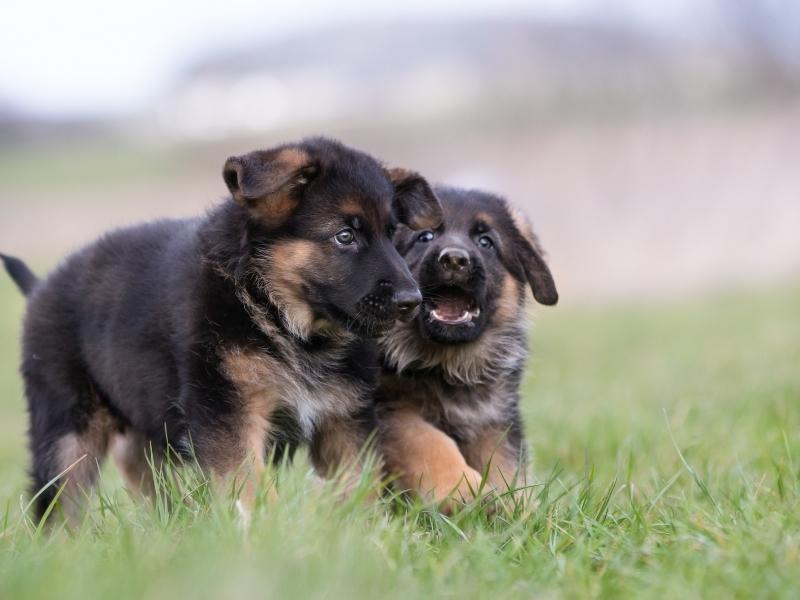 German Shepherd puppies