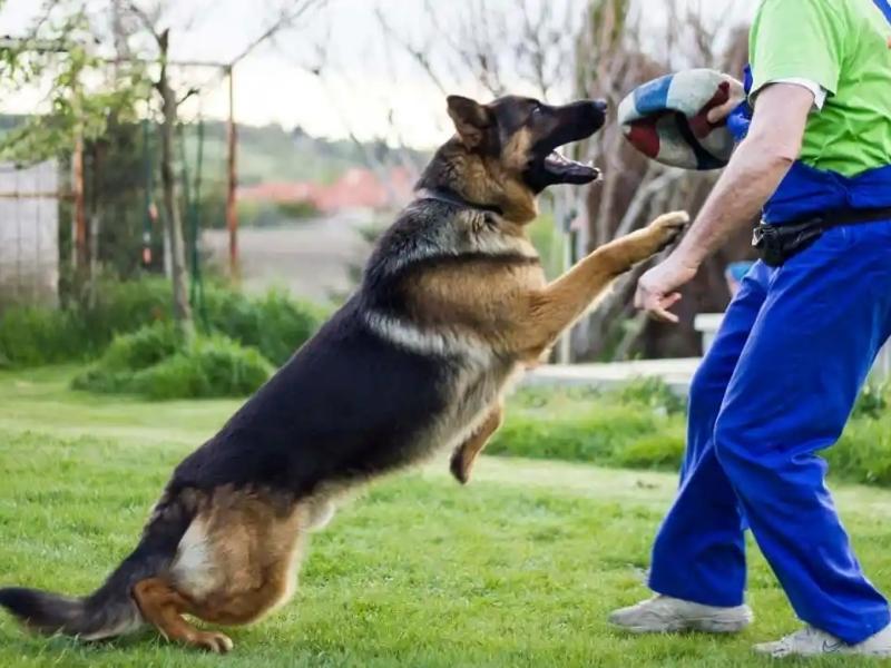 German Shepherd training