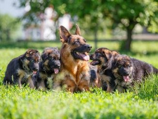German Shepherd with puppies