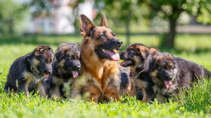 German Shepherd with puppies German Shepherd with puppies