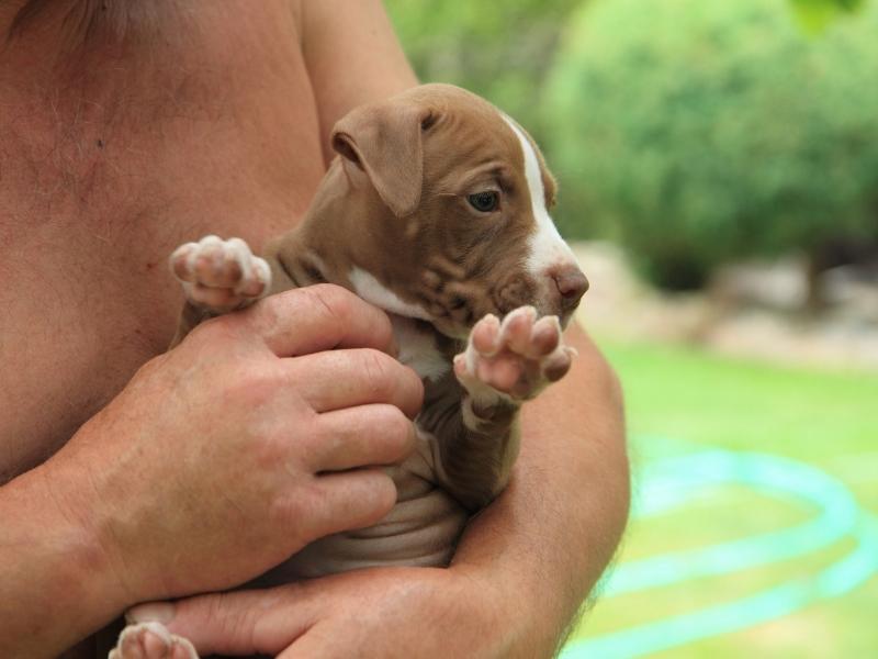 man holding a cute American Pit Bull Terrier puppy