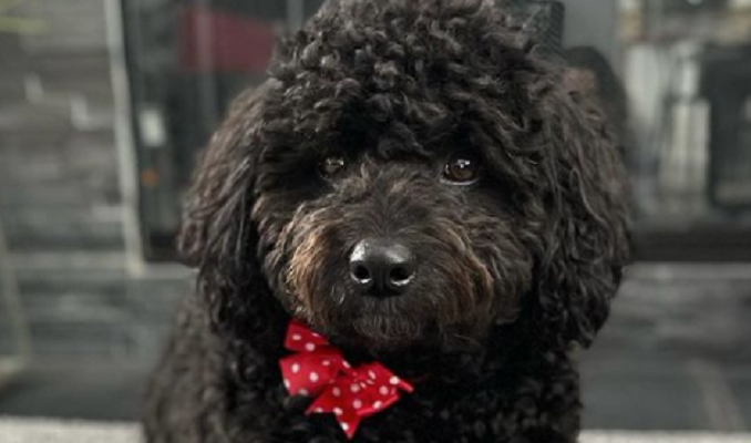 cute black shepadoodle with a red bow tie