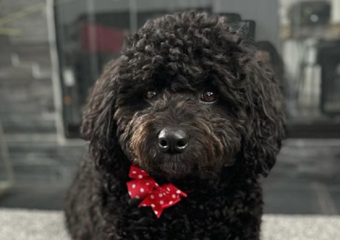 cute black shepadoodle with a red bow tie