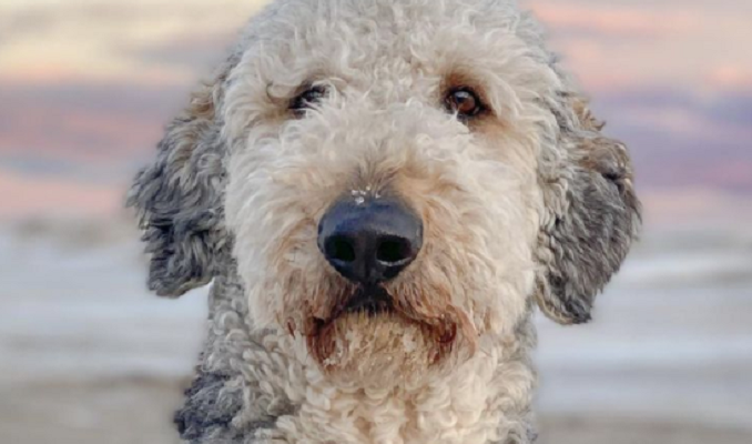 White and grey german shepherd poodle mix at the beach