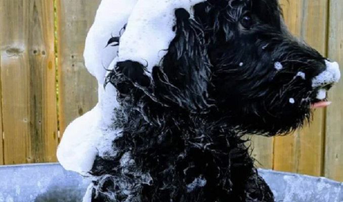 black shepadoodle covered in dog shampoo taking a bath