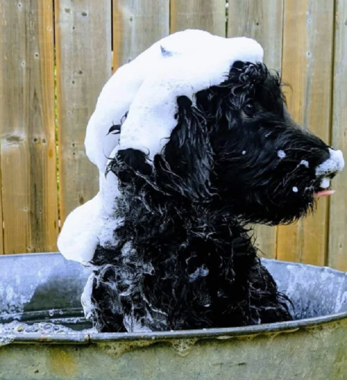 black shepadoodle covered in dog shampoo taking a bath
