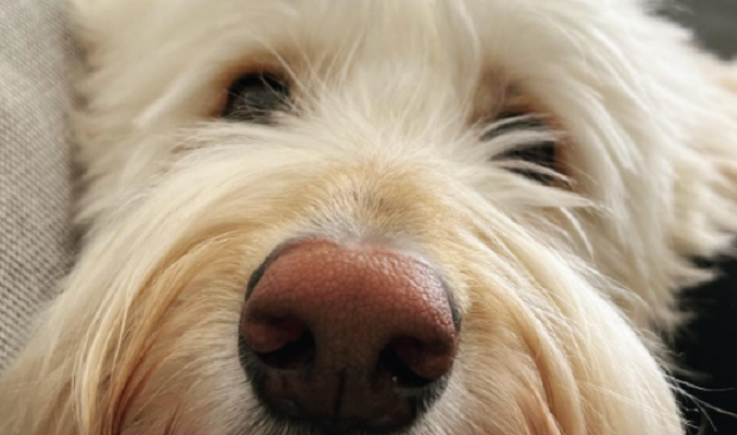 Up close picture of a white german shepherd poodle mix and its brown ber and pinkish nose