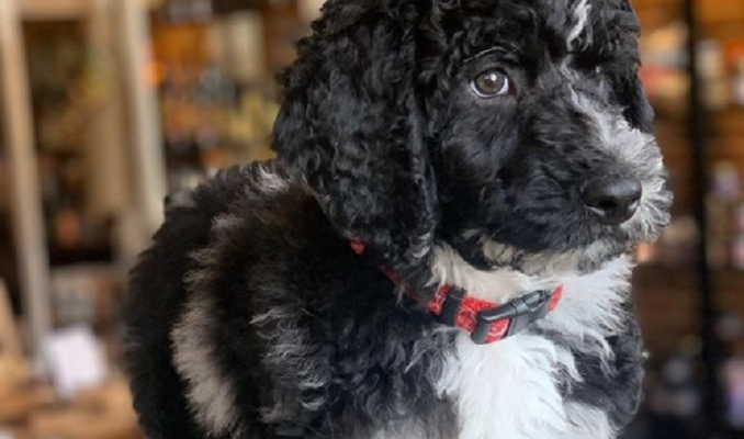 cute black and white german shepherd poodle mix puppy