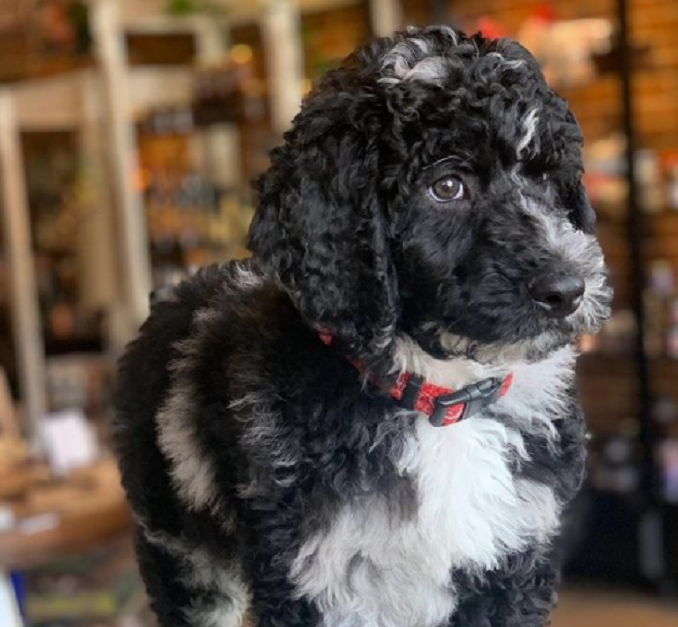 cute black and white german shepherd poodle mix puppy