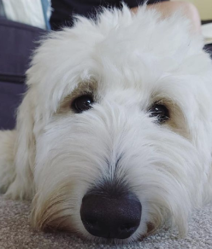 white shepadoodle with a black nose looking directly at the camera