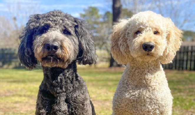 two shepadoodles in a field looking at the camera