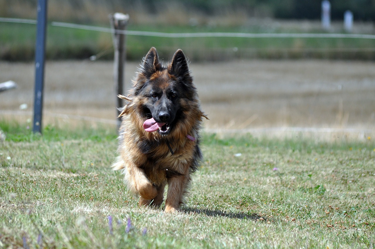 Shiloh Shepherd