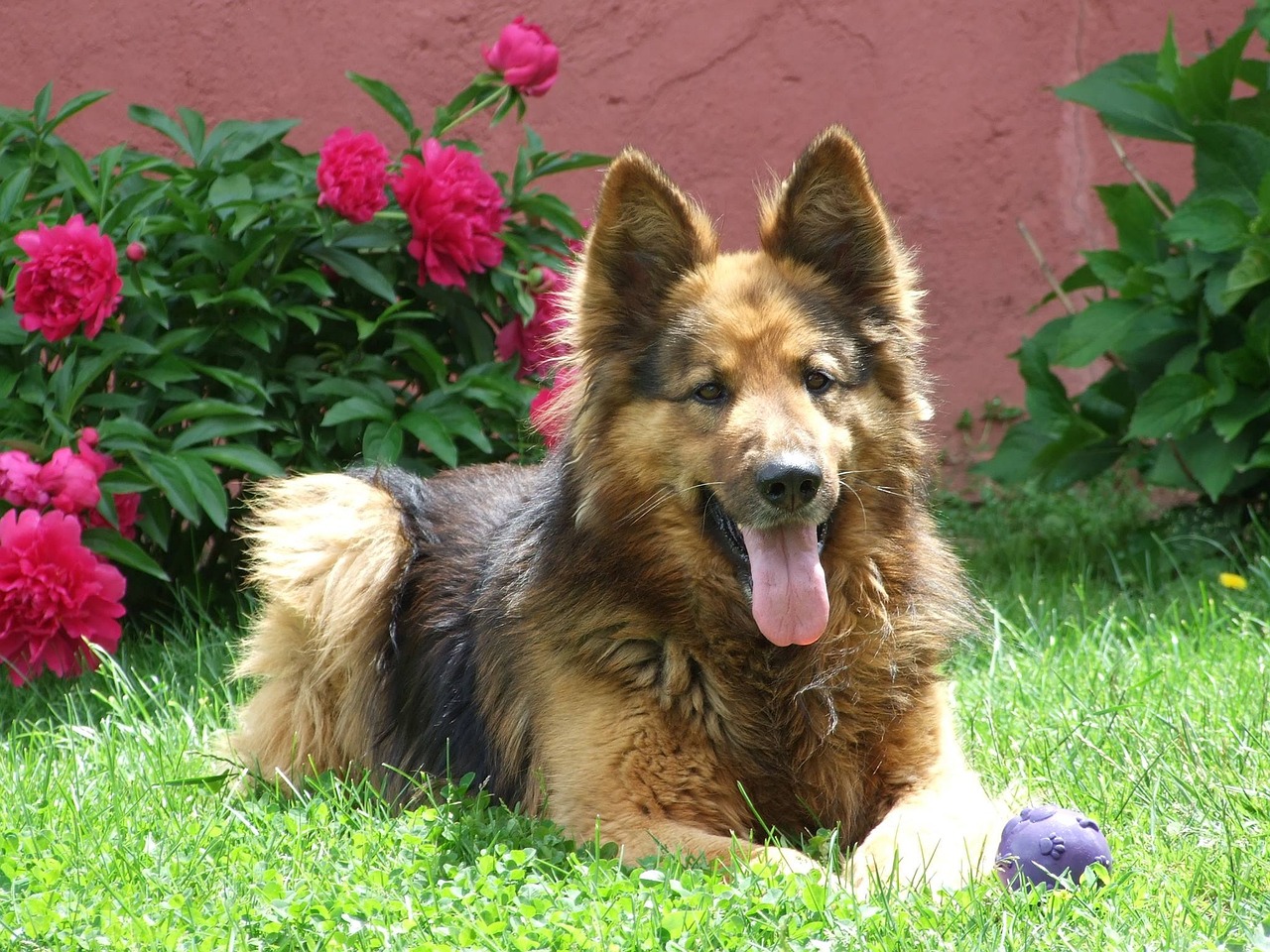 Shiloh Shepherd