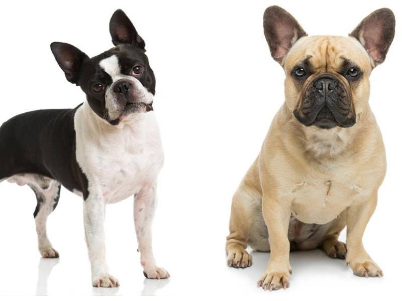 Boston Terrier vs French Bulldog difference